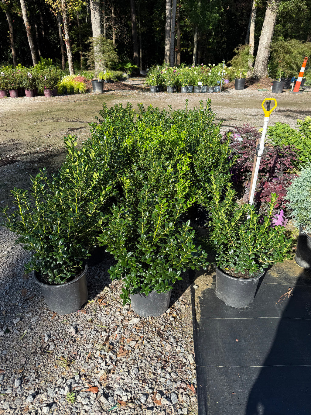 Dwarf Burford Holly