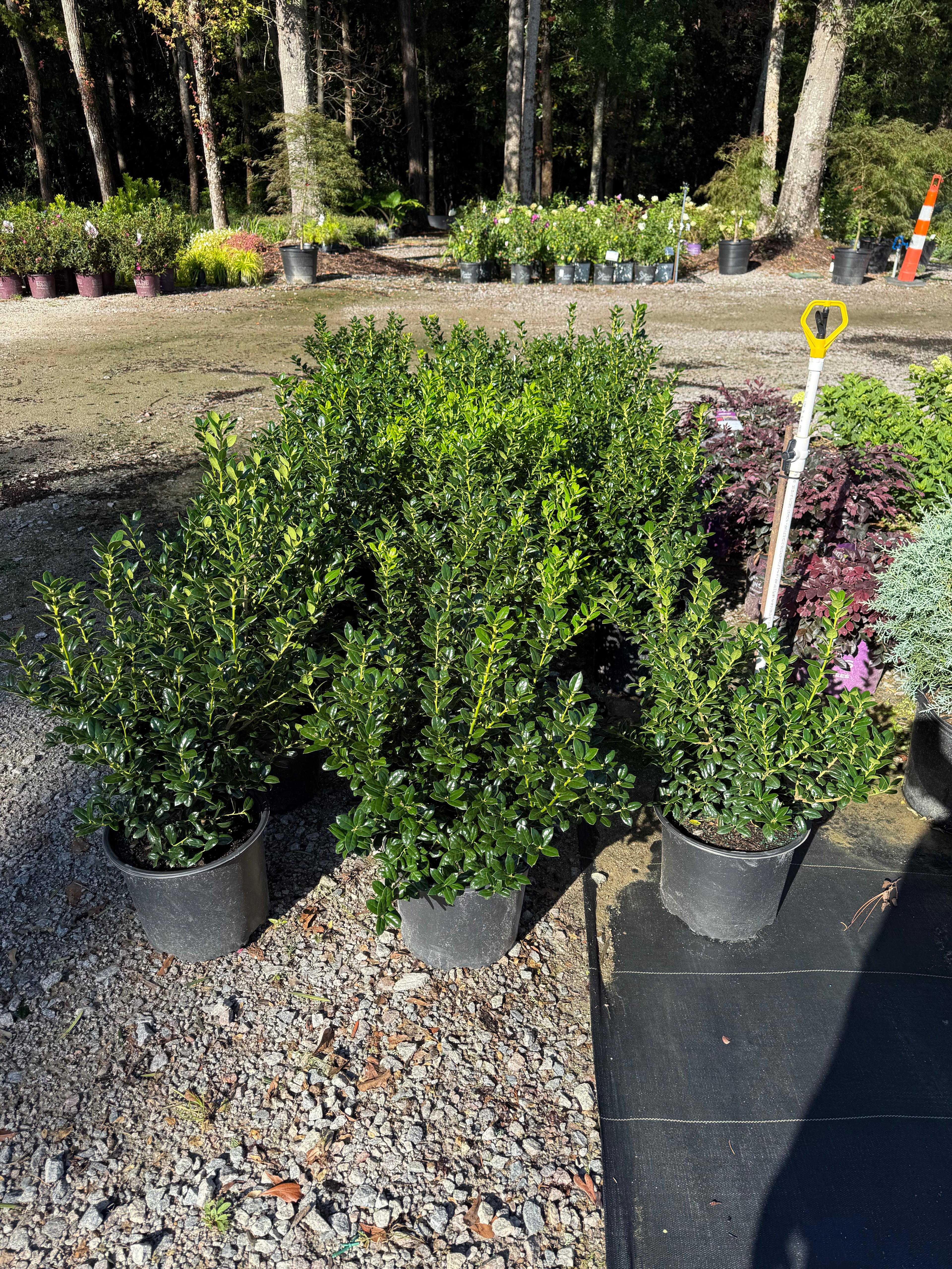 Dwarf Burford Holly