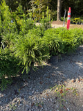 Globosa Nana Cryptomeria