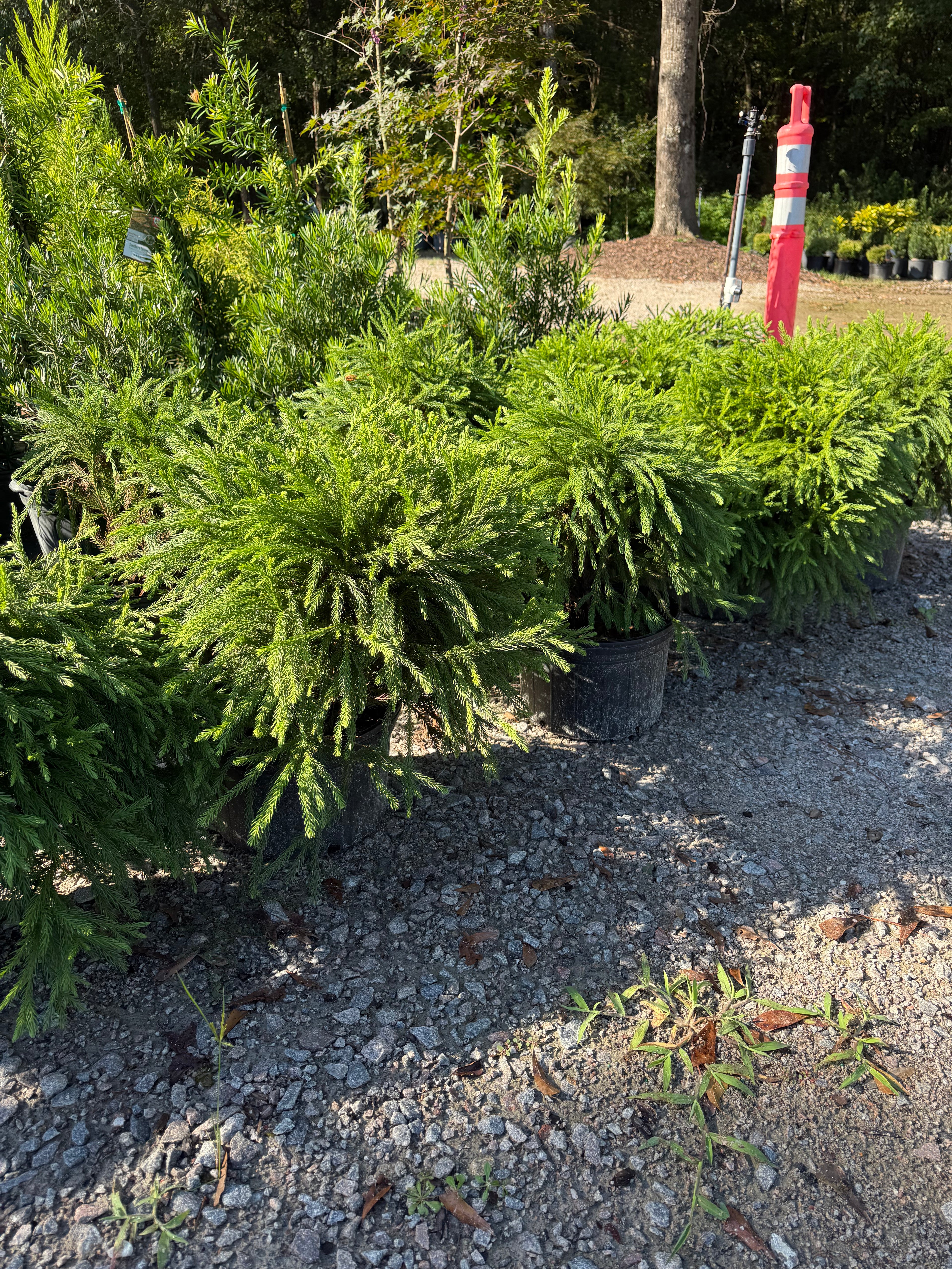 Globosa Nana Cryptomeria