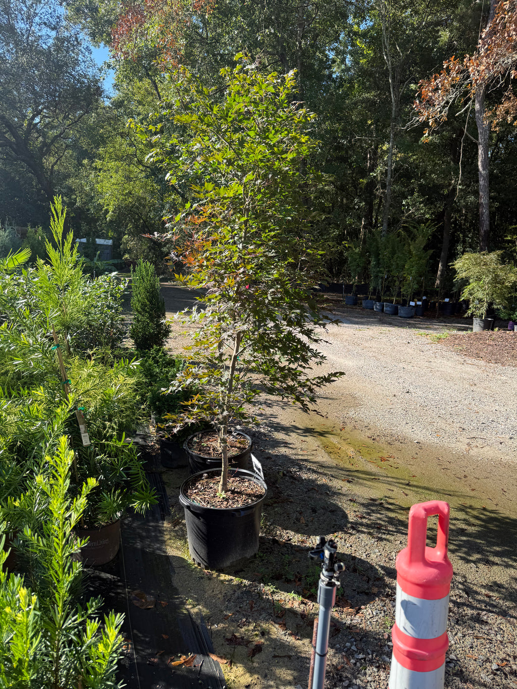 Japanese Maple Bloodgood