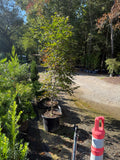 Japanese Maple Bloodgood