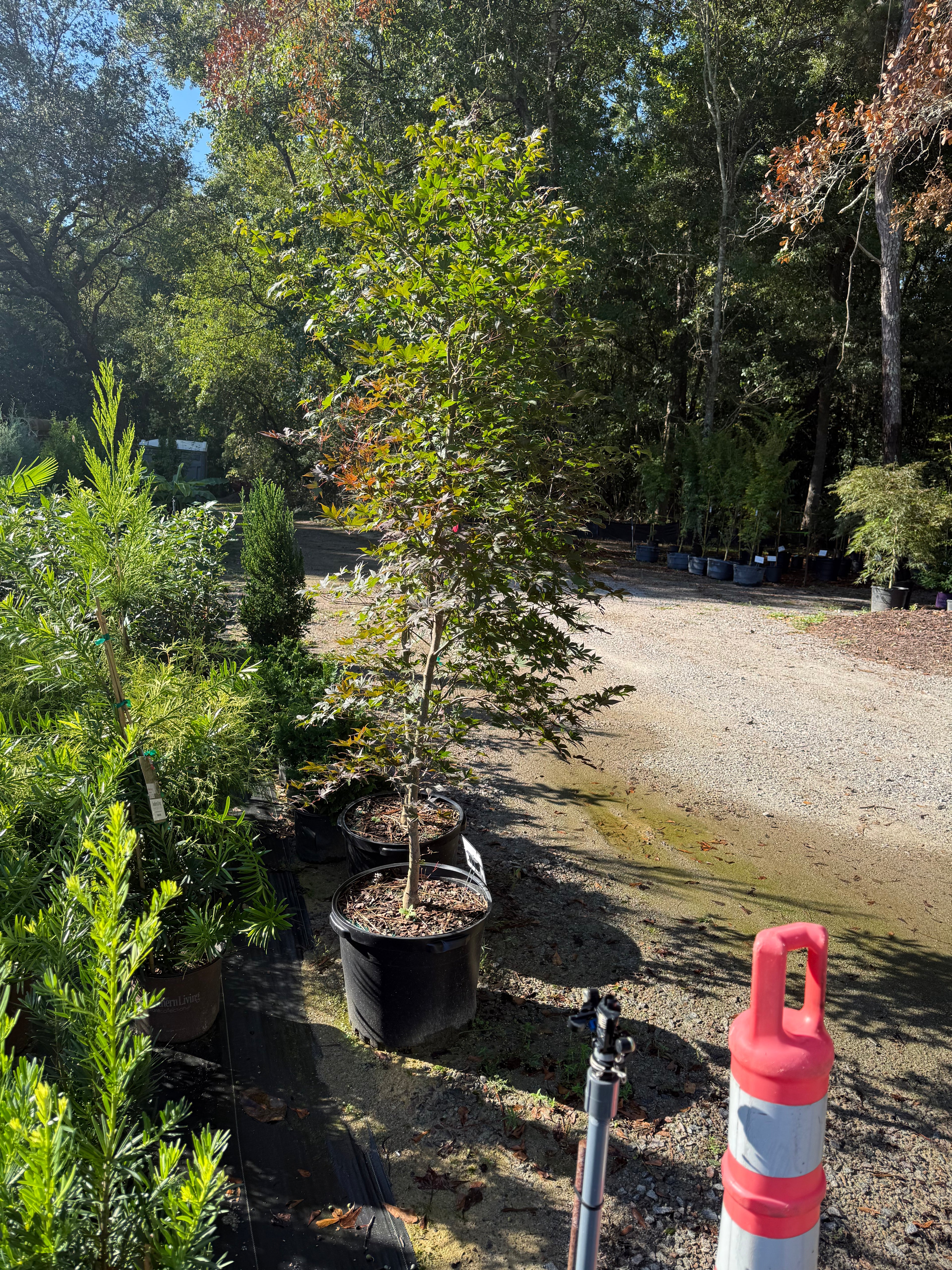 Japanese Maple Bloodgood