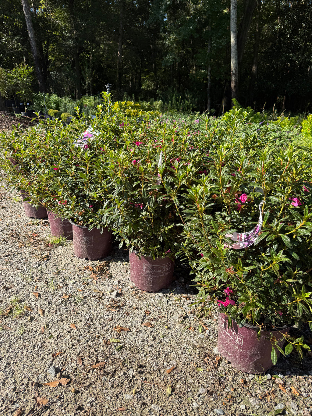 Azalea Encore Autumn Amethyst