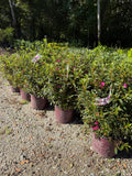 Azalea Encore Autumn Amethyst