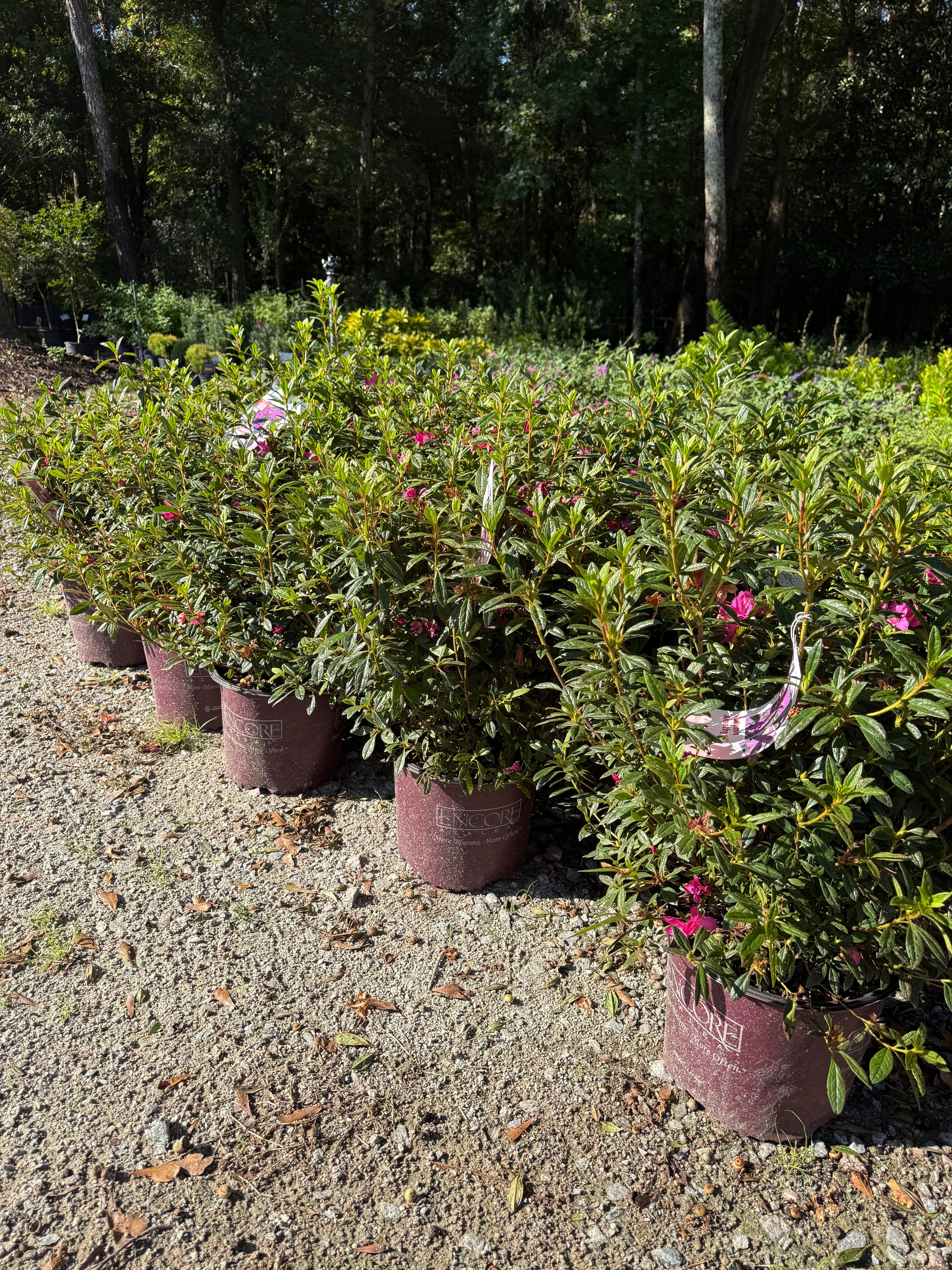 Azalea Encore Autumn Amethyst