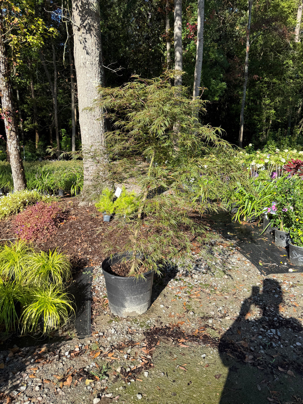 Japanese Maple Tamukeyama