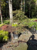 Japanese Maple Tamukeyama