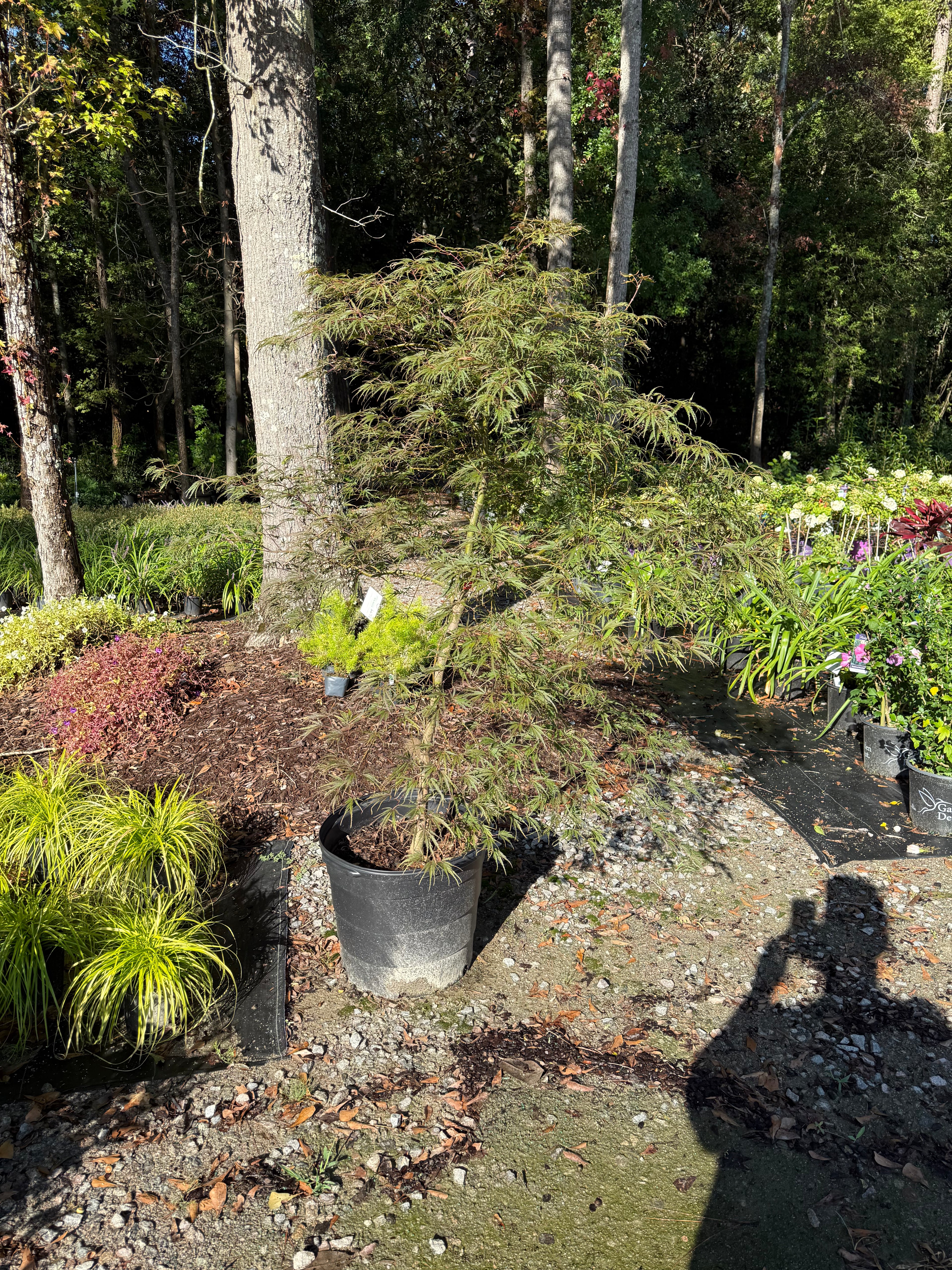 Japanese Maple Tamukeyama