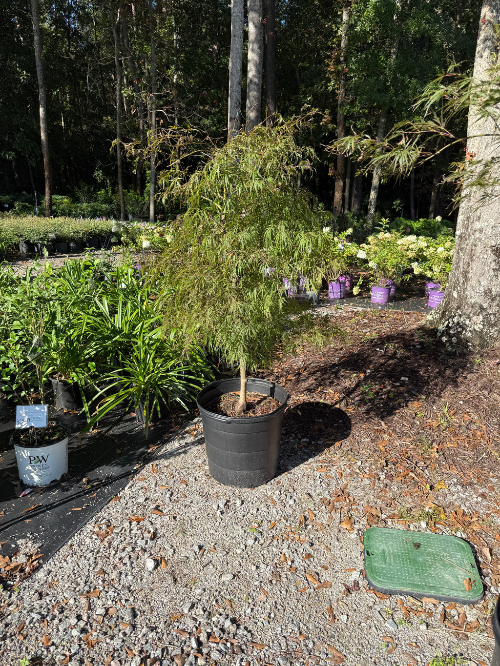 Japanese Maple Crimson Queen