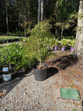 Japanese Maple Crimson Queen