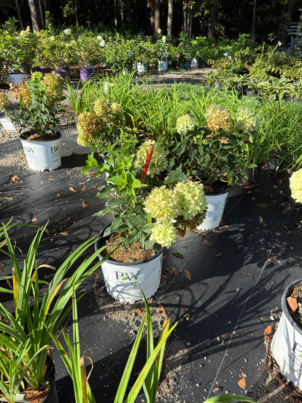 Hydrangea Little Lime Punch