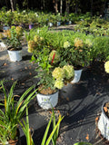 Hydrangea Little Lime Punch
