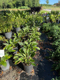 Francee Hosta