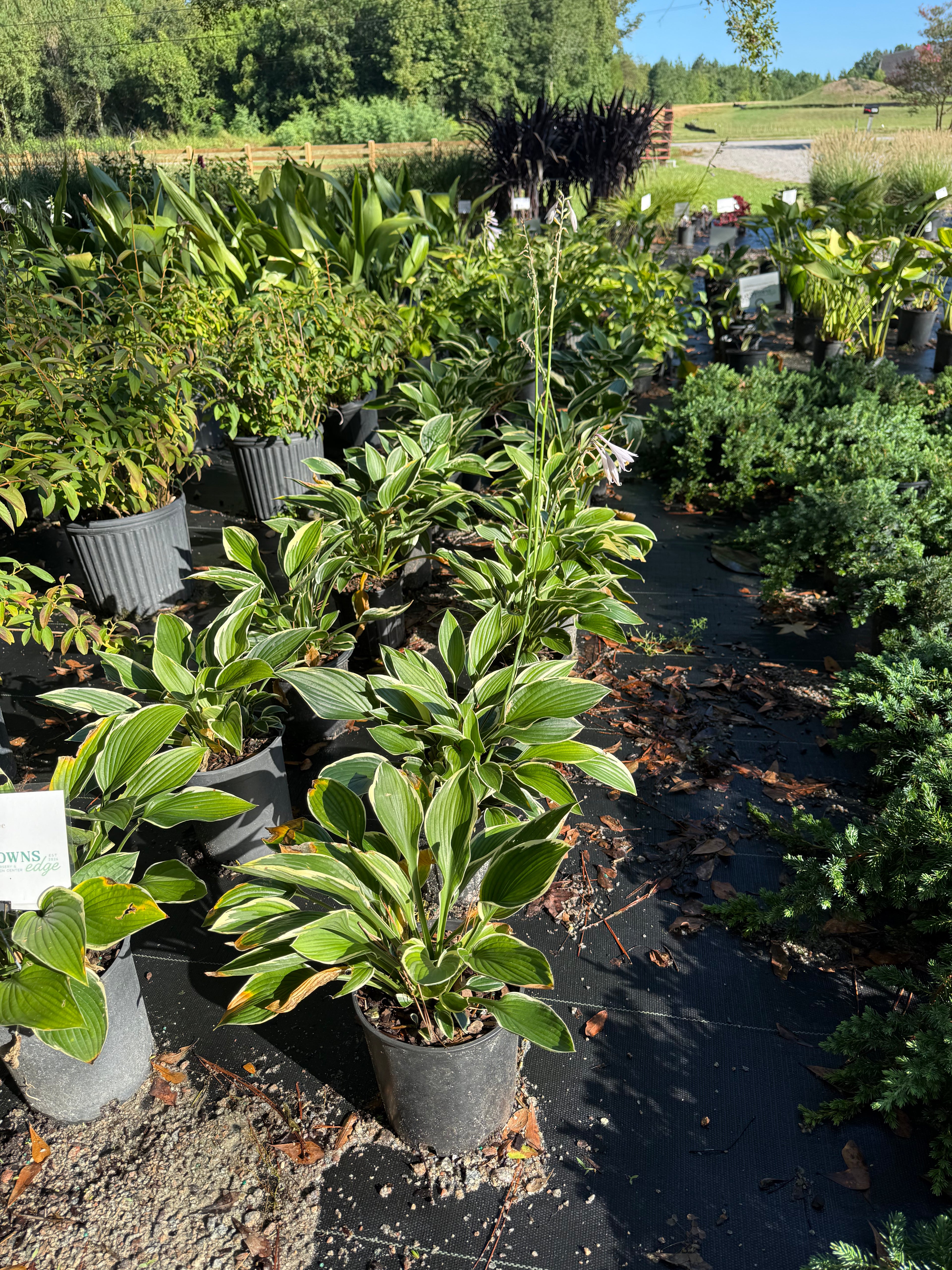 Francee Hosta