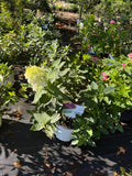 Hydrangea Limelight Prime