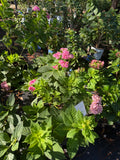 Hydrangea Blushing Blue