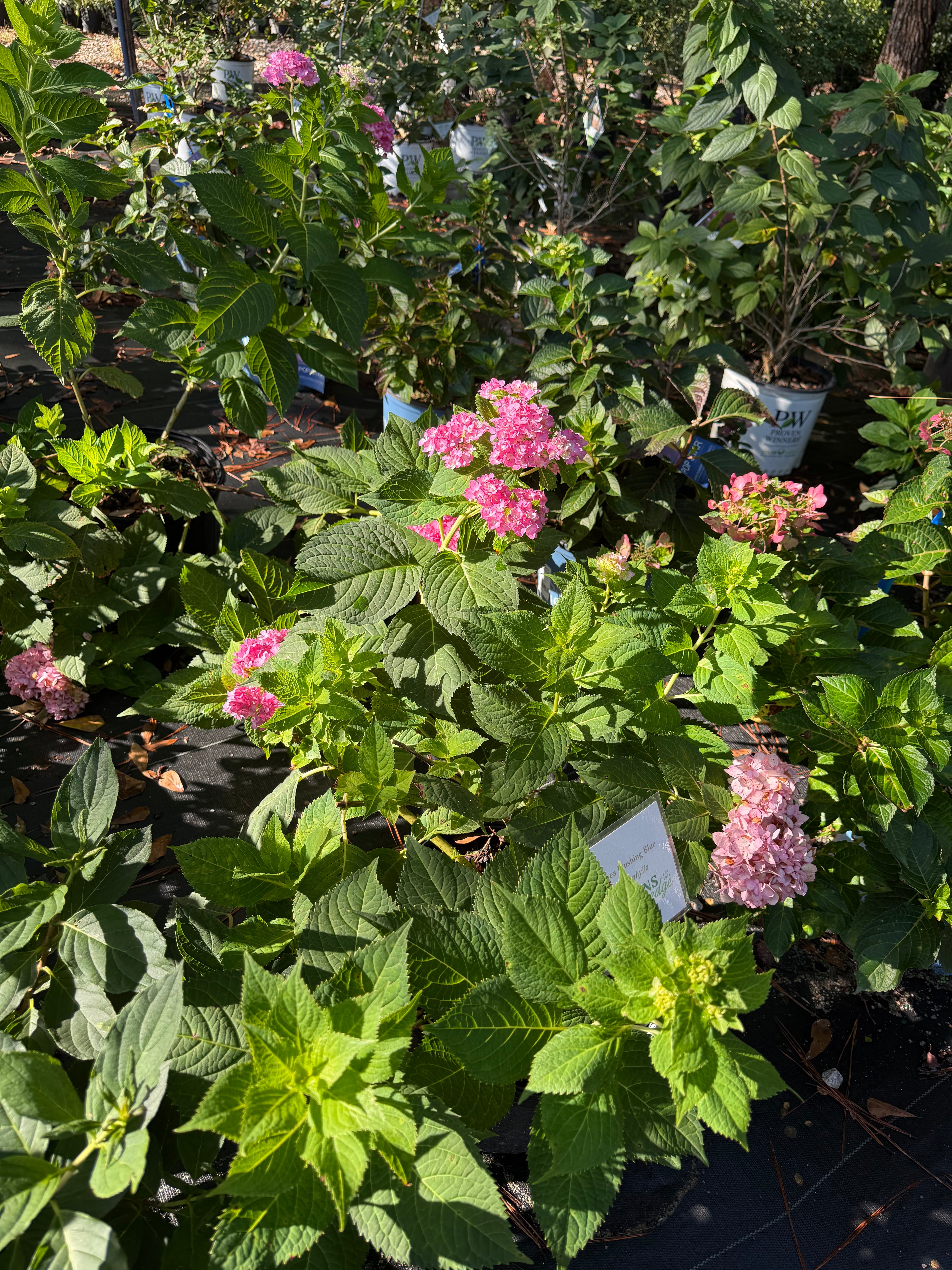 Hydrangea Blushing Blue