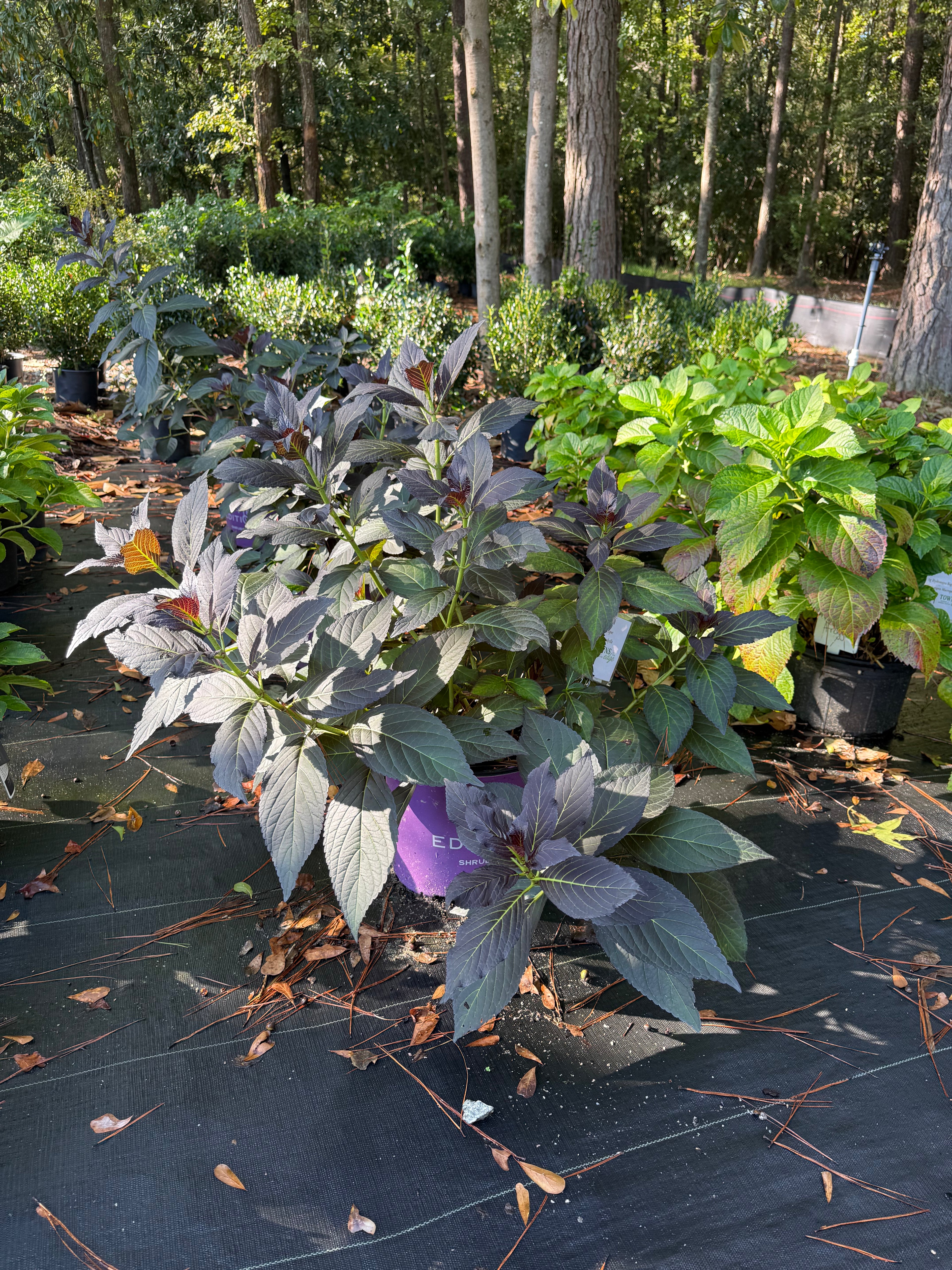 Hydrangea Eclipse