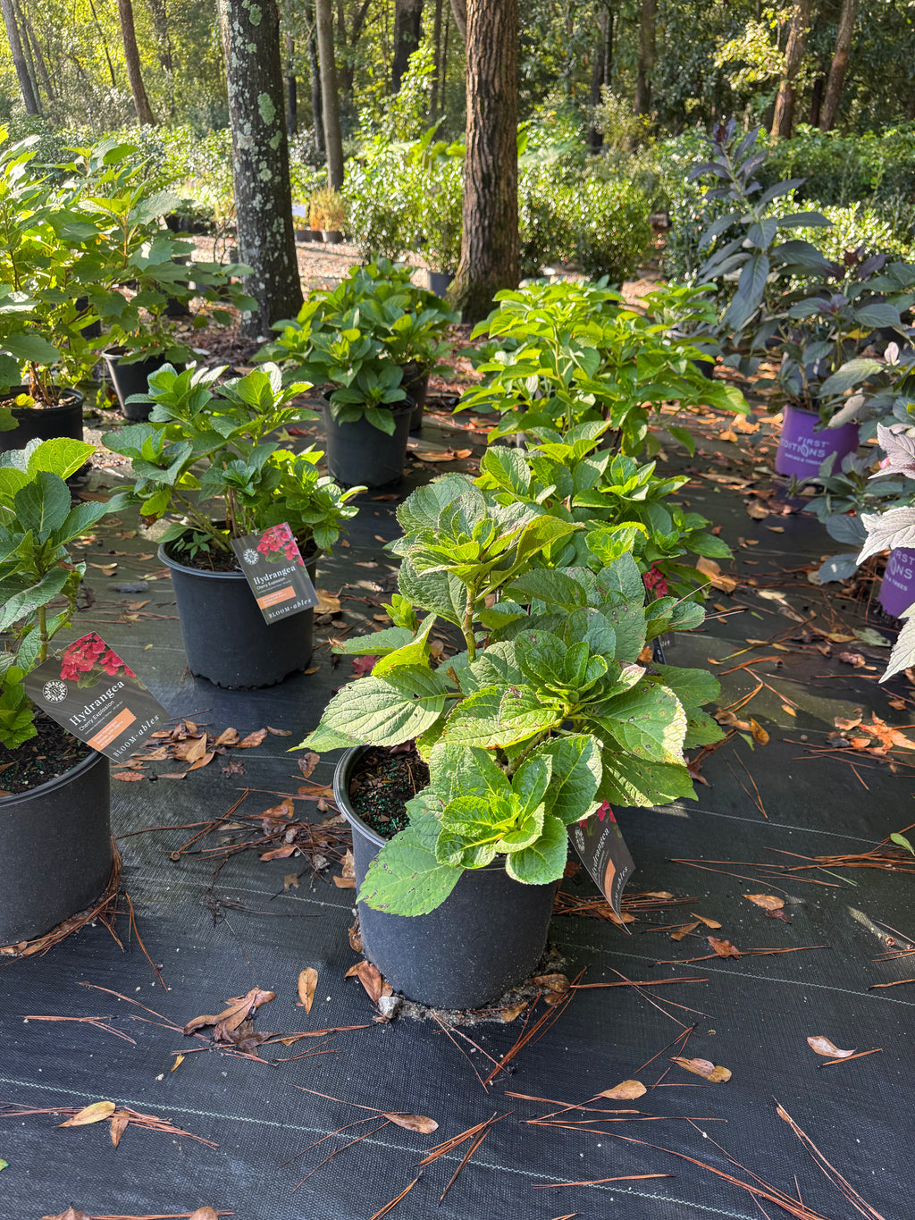 Hydrangea Cherry Explosion