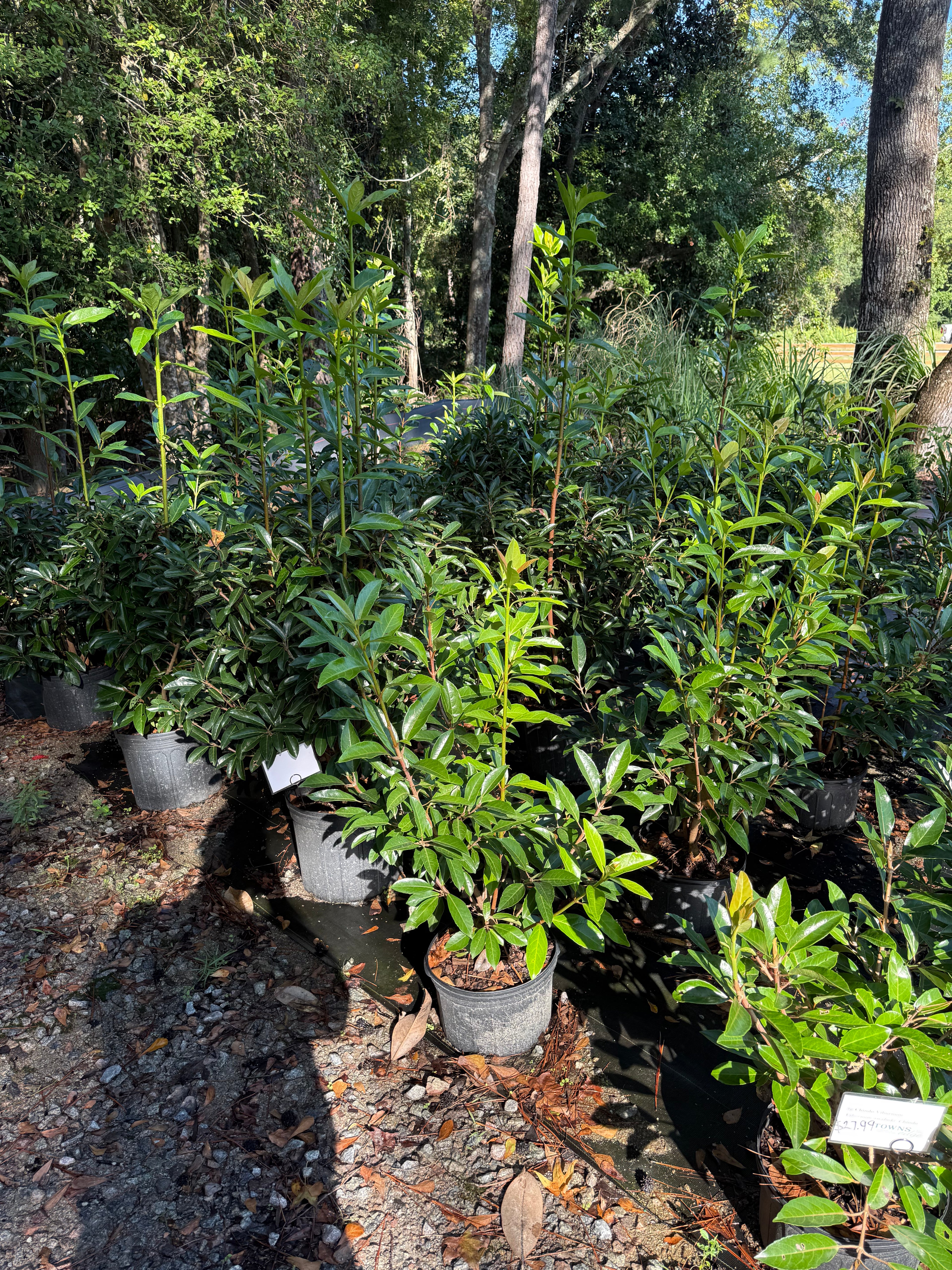 Viburnum Chindo