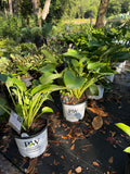 Empress Wu Hosta
