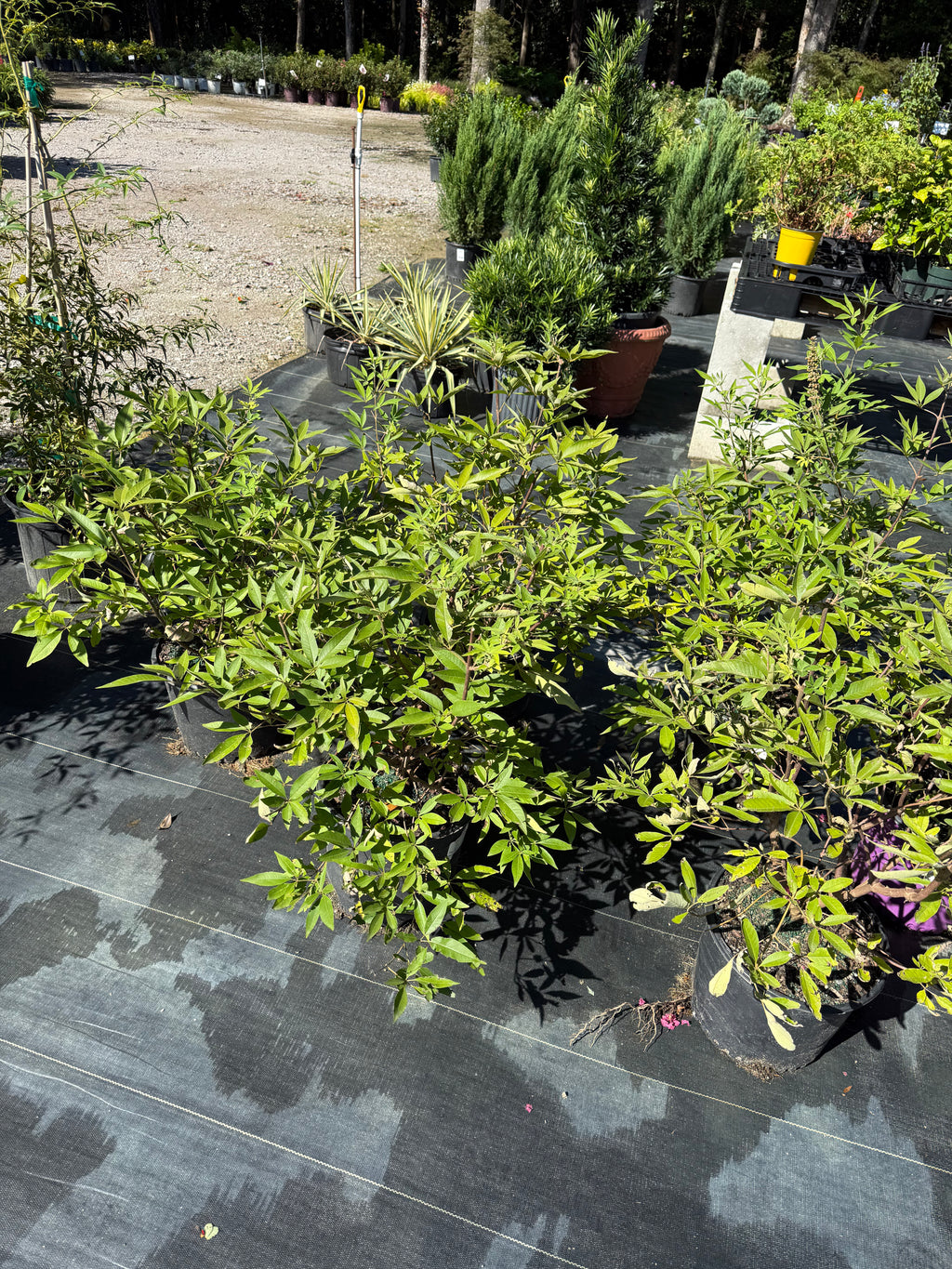 Vitex Shoal Creek