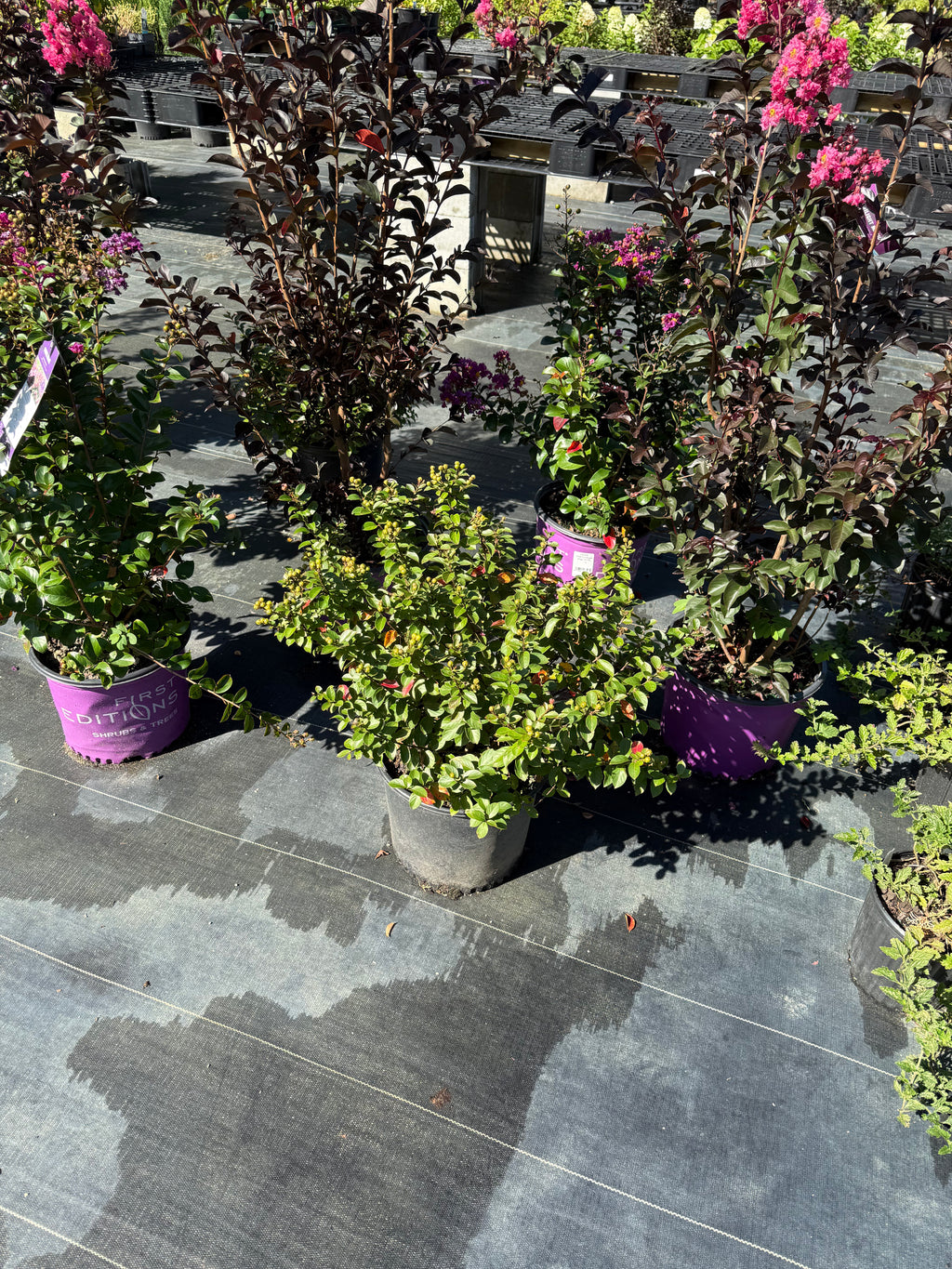 Crape Myrtle 'Pocomoke' Dwarf