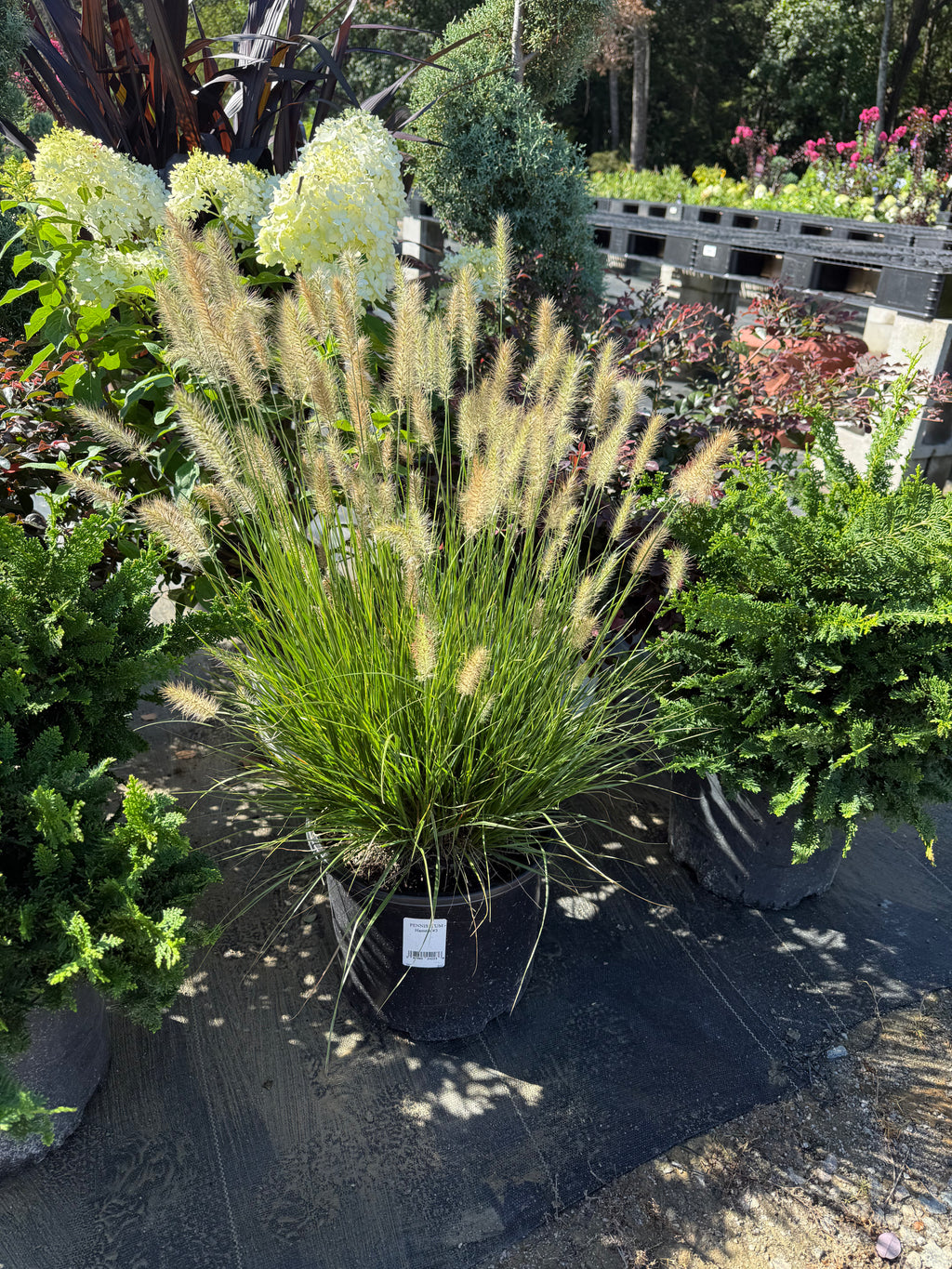 Pennisetum Hameln