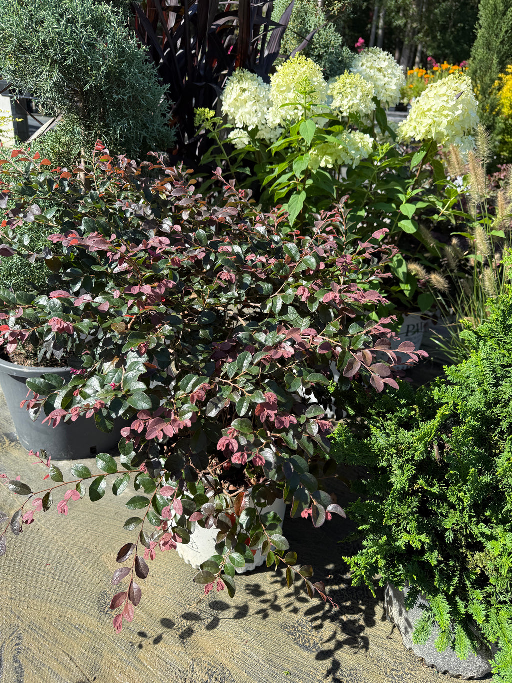Loropetalum Jazz Hands Pink