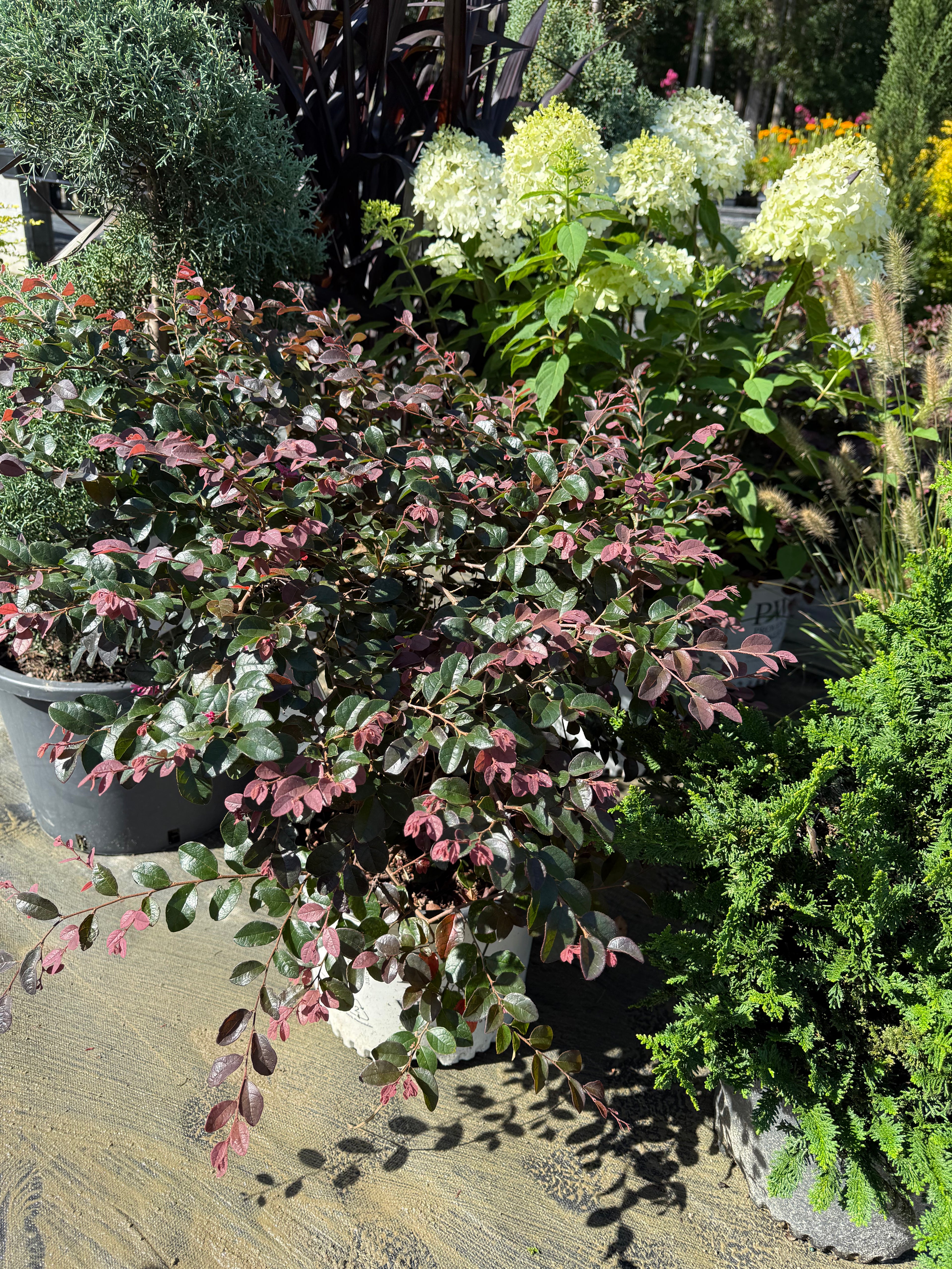 Loropetalum Jazz Hands Pink