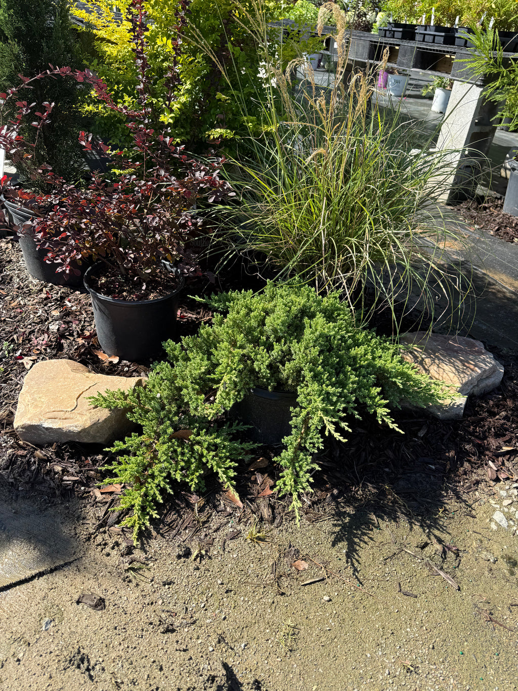 Dwarf Japanese Garden Juniper