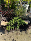 Dwarf Japanese Garden Juniper
