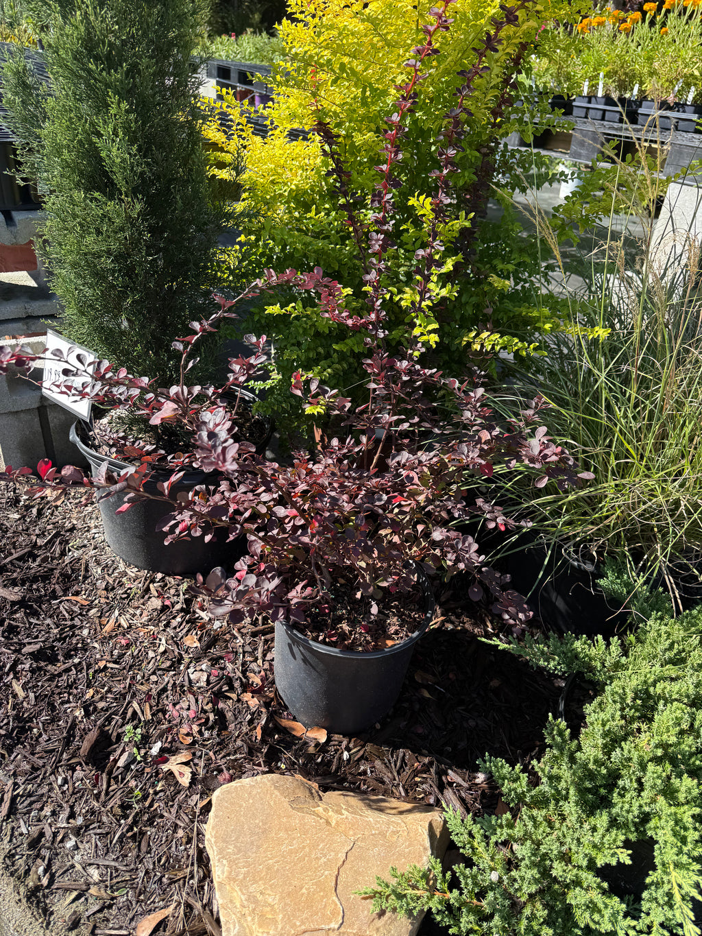 Barberry Crimson Pygmy