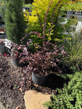 Barberry Crimson Pygmy