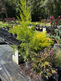 Cryptomeria