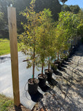 Bald Cypress