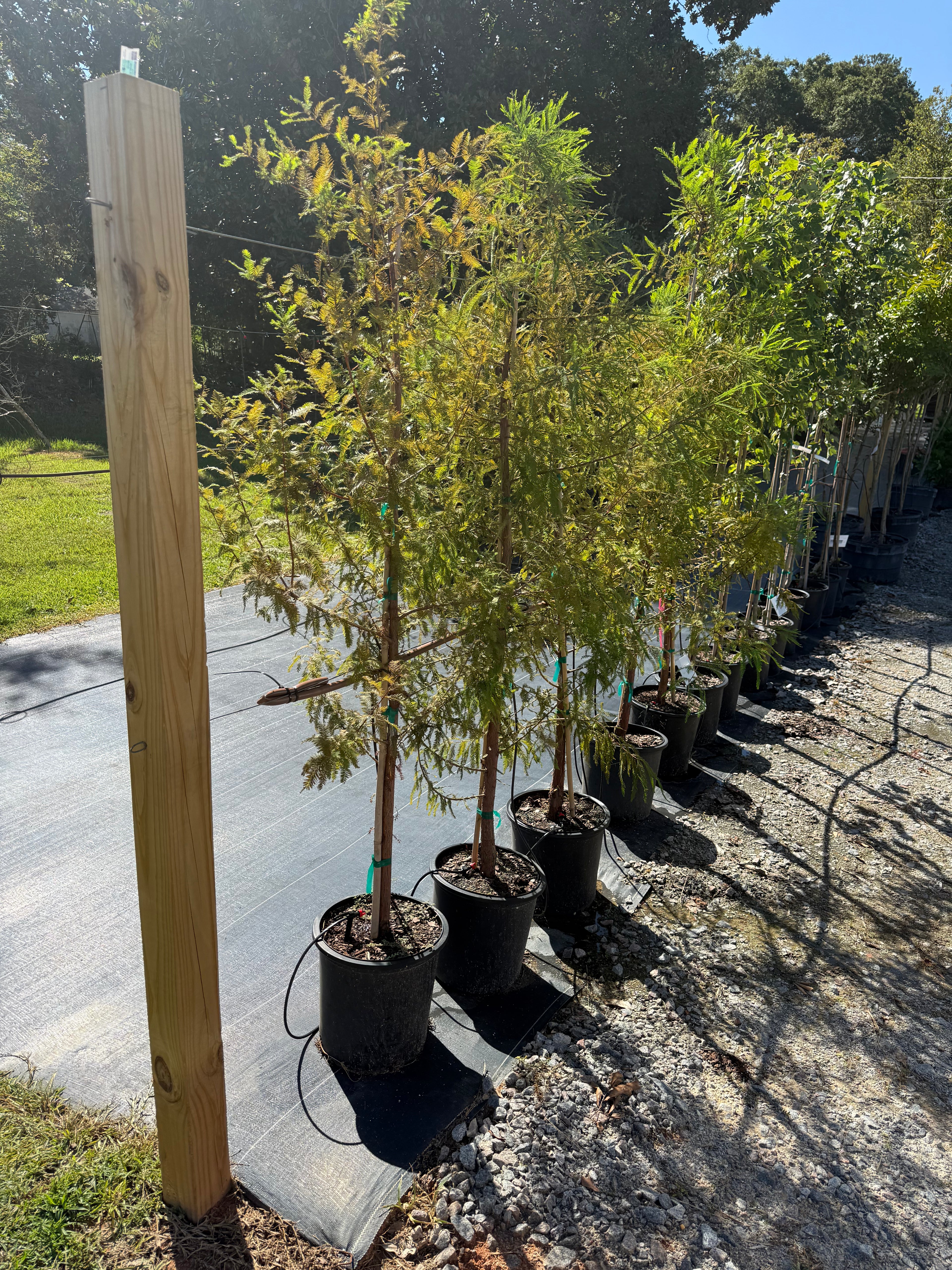 Bald Cypress
