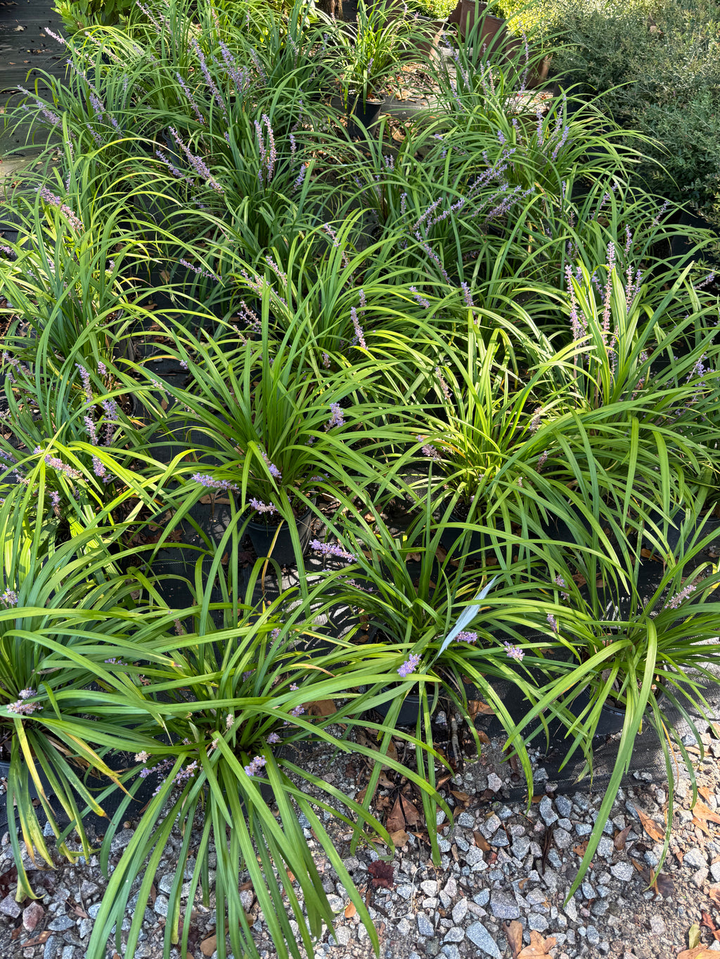 Super Blue Liriope