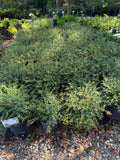 Dwarf Yaupon Holly
