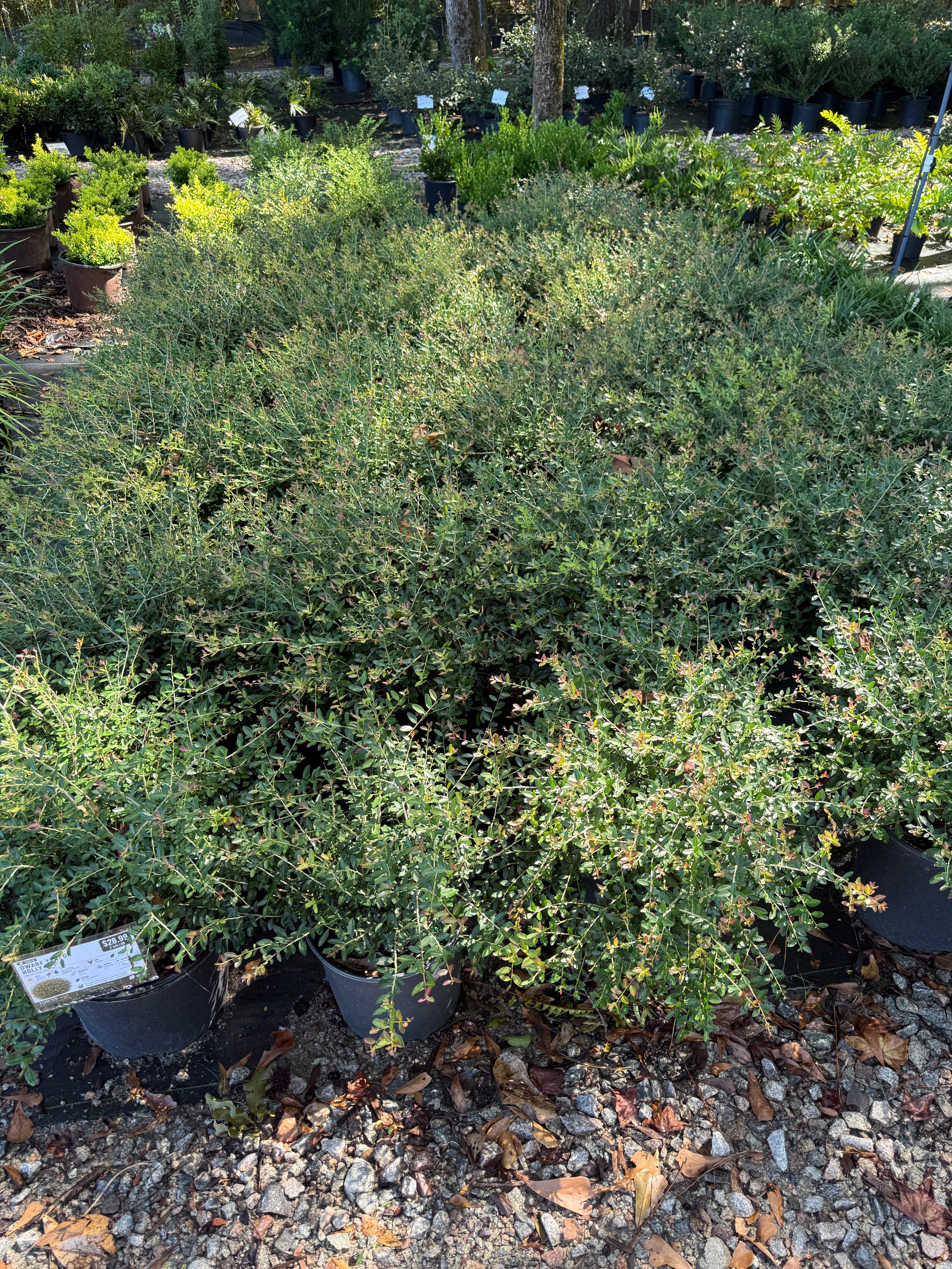Dwarf Yaupon Holly