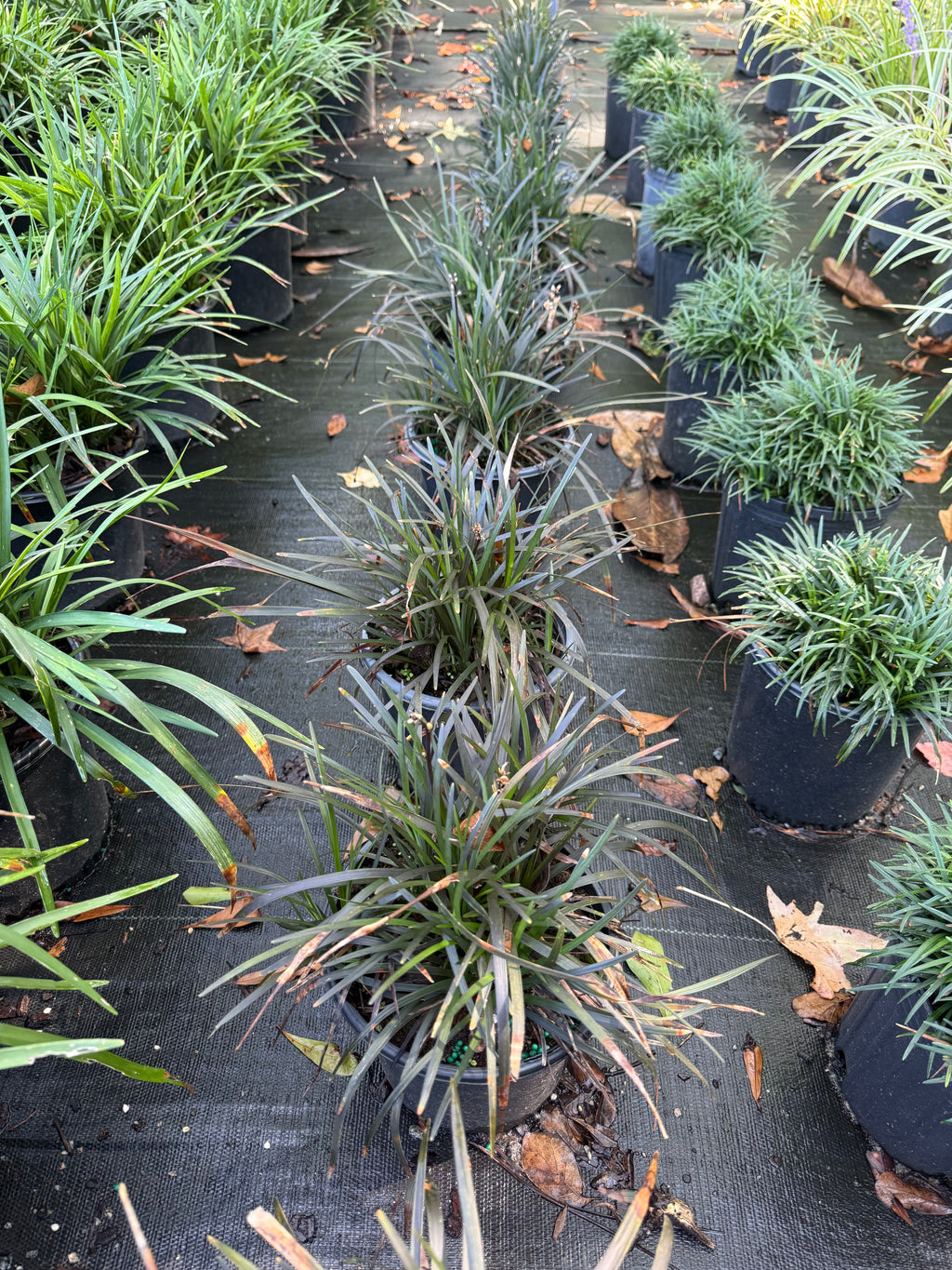 Black Mondo Grass