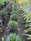 Dwarf Mondo Grass