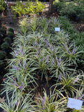 Variegated Liriope