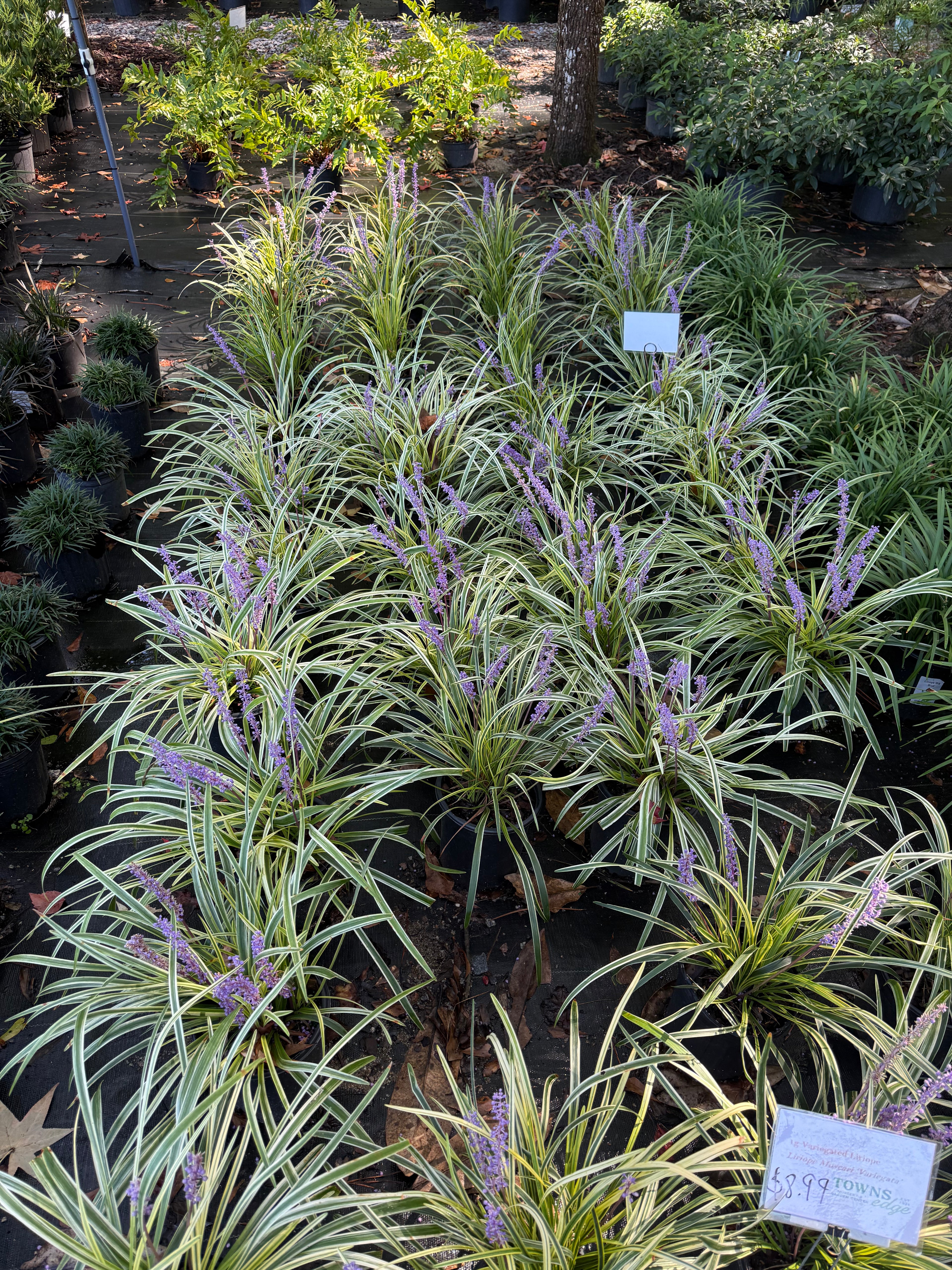 Variegated Liriope