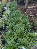 Liriope Big Blue
