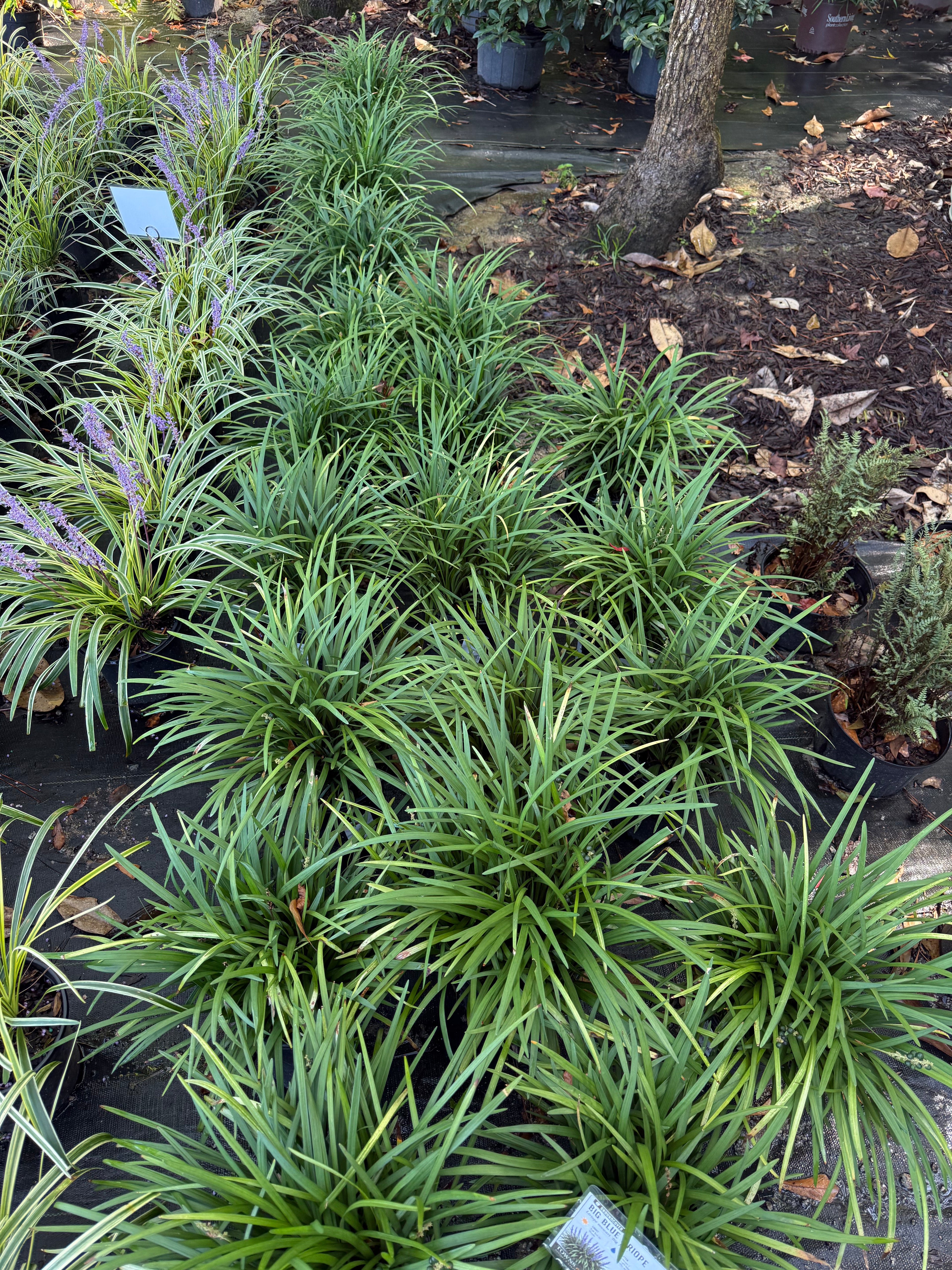Liriope Big Blue