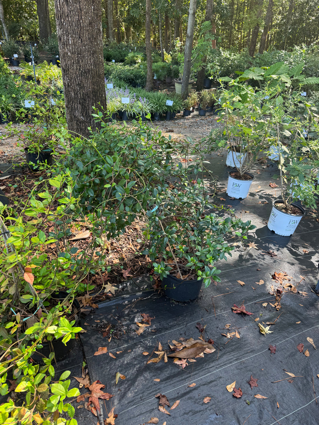 Confederate Jasmine teepee