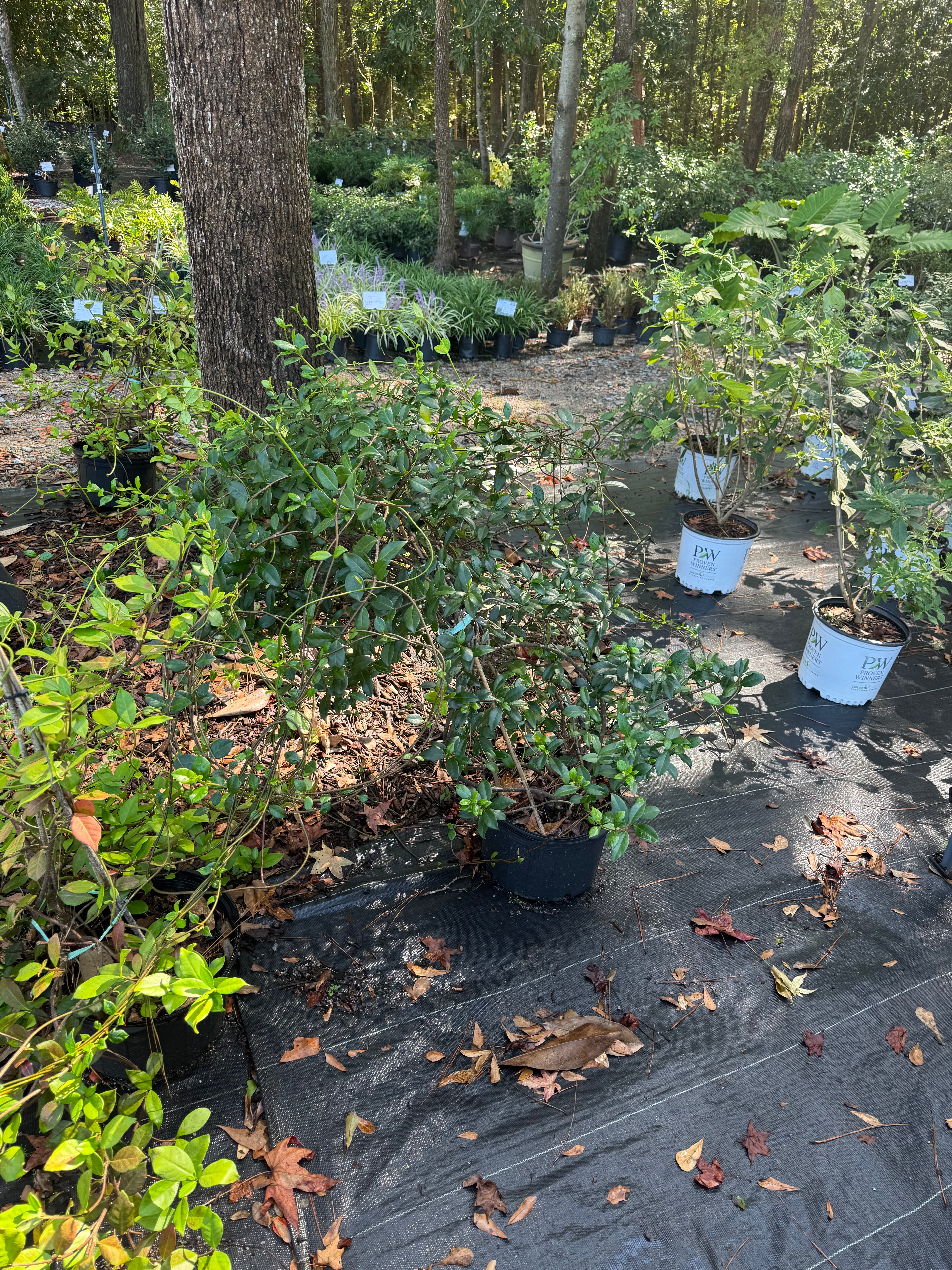 Confederate Jasmine teepee