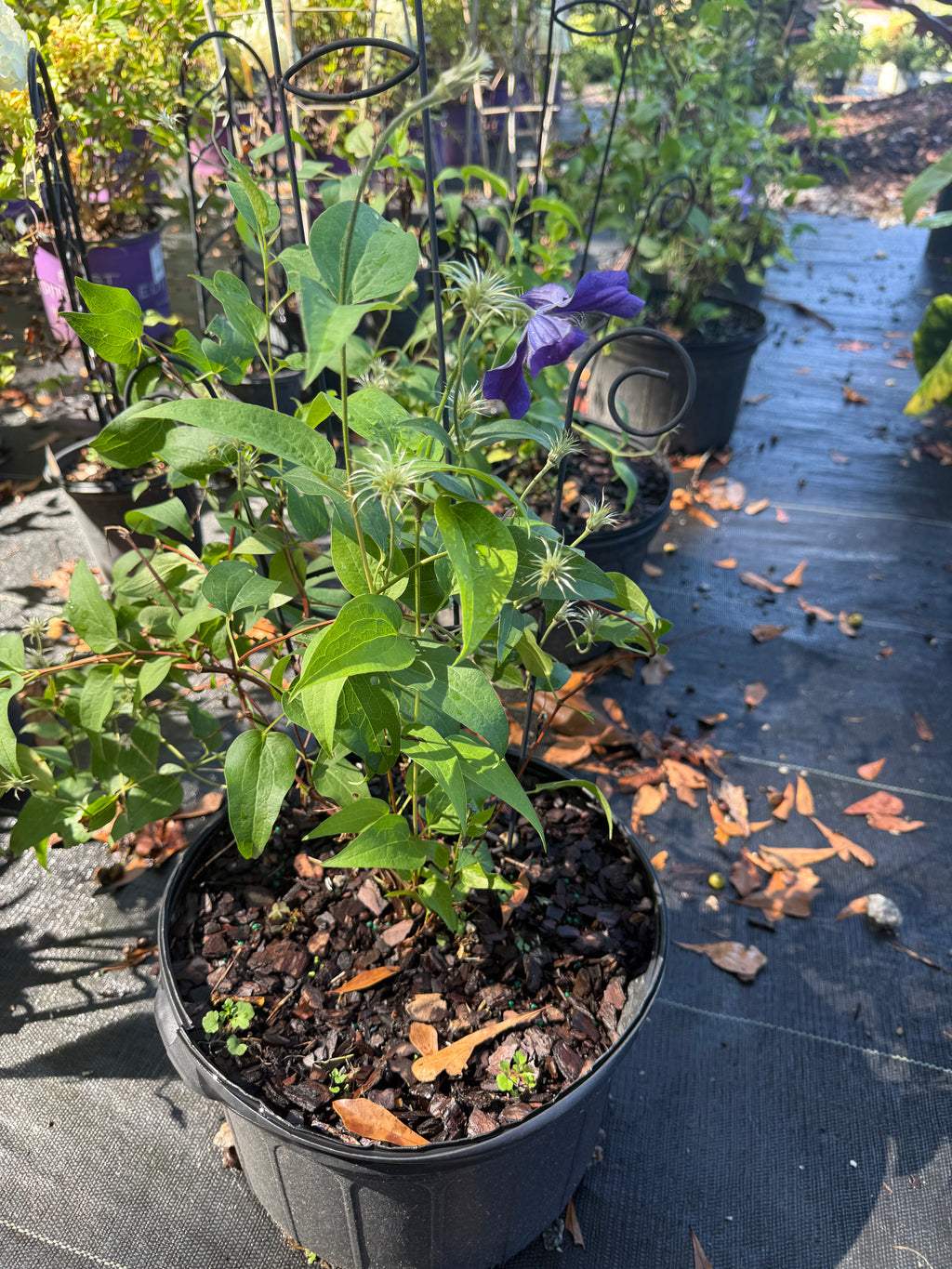 Clematis Sapphire Indigo